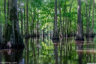 Swamp HD Desktop Wallpapers : High Definition : Mobile