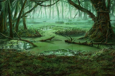 Swamp Backgrounds Wallpapers