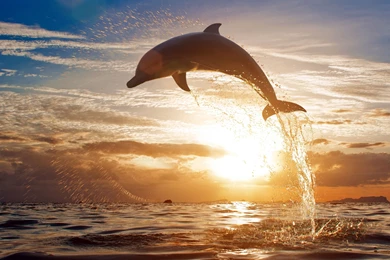 Dolphin Computer Wallpapers, Desktop Backgrounds