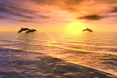 The Dolphin Desktop Sunrise Jumping Wallpapers Free Desktop ...