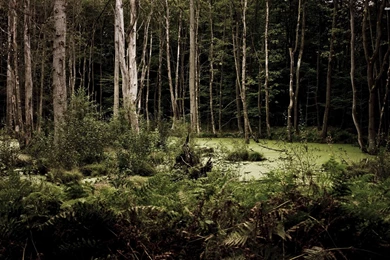 Swamp In The Eerie Forest Wallpapers Nature Wallpapers