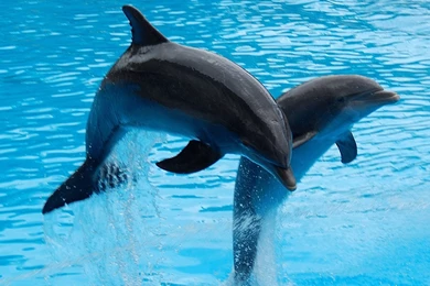 Twin Dolphin Wallpapers Best Desktop Images 556