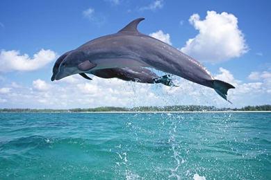 Free Wallpapers Free Animal Wallpapers Dolphin Wallpapers ...