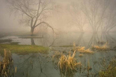 Forest Fog Swamp Wallpapers   (