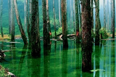 Swamp Forest iPad 1 & 2 Wallpapers