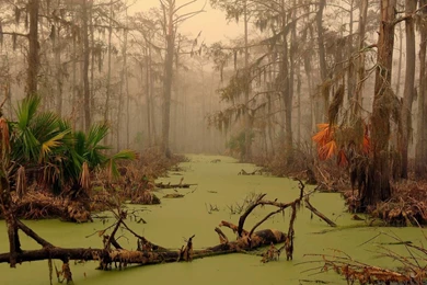 Louisiana Swamp Wallpapers   Nature Wallpapers