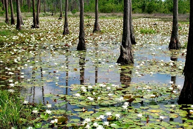 Download Wallpapers Water Lilies In The Swamp (1920 X 1080 HDTV ...