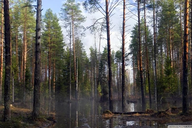 Swamp Wallpapers >> Backgrounds With Quality HD