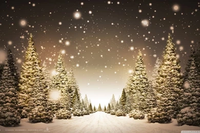Christmas Forest HD Desktop Wallpapers : Widescreen : High ...