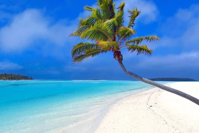 Beach By A Coconut Tree Wallpapers