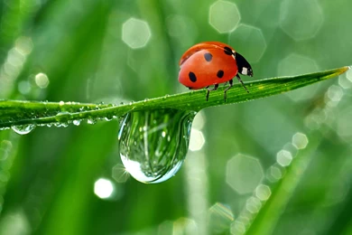 10 Lovely HD Ladybug Wallpapers   HDWallSource.com