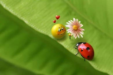 Ladybug Computer Wallpapers, Desktop Backgrounds
