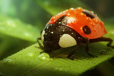 Ladybug Wallpapers For Iphone