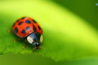 Ladybug Wallpapers   Animal Wallpapers