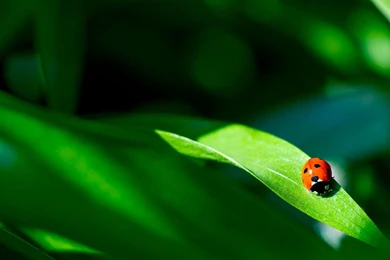 Ladybug Computer Wallpapers, Desktop Backgrounds