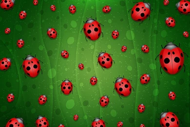 Tumblr Hd Ladybug wallpaper.jpg