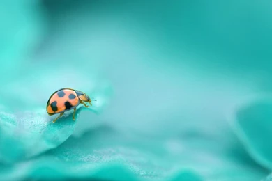 Cute Ladybug Wallpaper HD.jpg