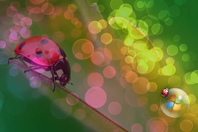 Ladybug Wallpapers   Ladybugs Wallpapers (32777471)   Fanpop