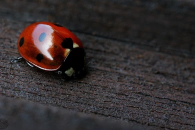 Amazing Ladybug Animal Macro Wallpapers High Re