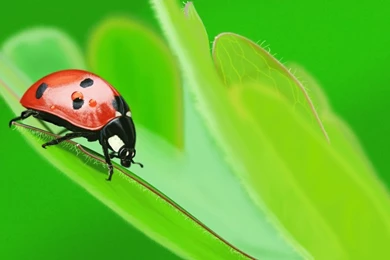 Ladybug   Ladybugs Wallpapers (34832208)   Fanpop