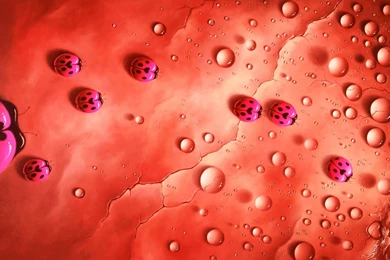 Ladybug Computer Wallpapers, Desktop Backgrounds