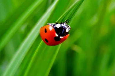 Ladybug Wallpapers And Backgrounds   Animals Town
