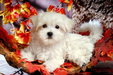 Christmas puppy backgrounds wallpaper.jpg