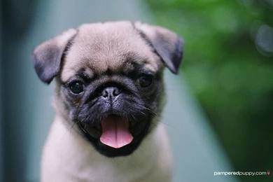 Gallery For Pug Puppy Desktop Wallpapers