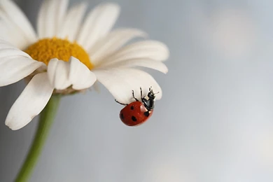 Daisy With Ladybug >> HD Wallpaper, Get It Now!