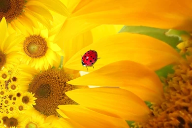 Sunflower Ladybug >> HD Wallpaper, Get It Now!