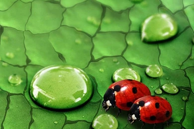 Ladybug In Love iPad Wallpapers Download