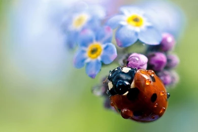 HD Ladybugs Wallpapers And Photos