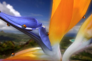 Ladybug Wallpapers   Ladybugs Wallpapers (32777474)   Fanpop