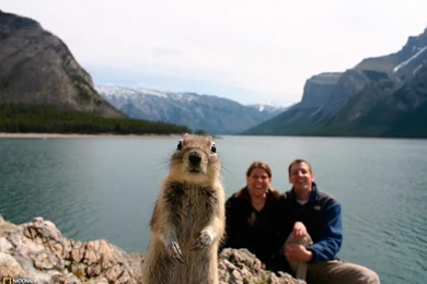 Squirrel Portrait Photo, Banff Wallpapers   National Geographic ...