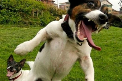 Dogs: Crazy Dog Dogs Funny Animals Background Images For HD 16:9 ...