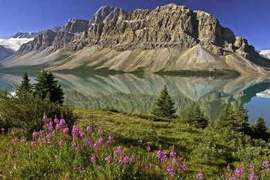 Flowers World Canada Alberta Bows Banff National Park National ...