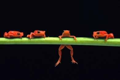 Gallery For   Crazy Frog Computer Desktop Wallpapers