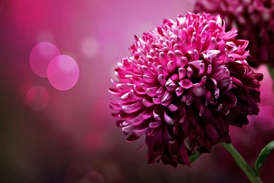 Chrysanthemums Wallpapers   HD Images New