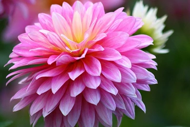 Chrysanthemum wallpaper.jpg