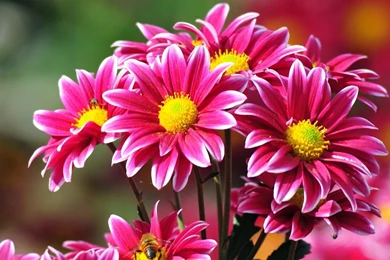 Pink Chrysanthemum Wallpapers   Flower Wallpapers