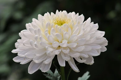 Chrysanthemum Wallpapers