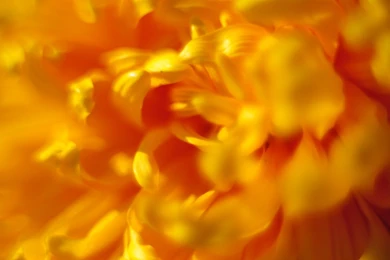 Chrysanthemum HD Wallpapers