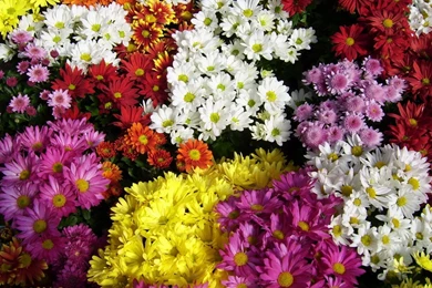 Download Wallpapers 1600x1200 Chrysanthemum, Flowers, Many ...