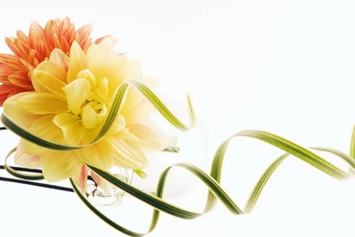 Yellow And Orange Chrysanthemums Wallpapers   Flower Wallpapers