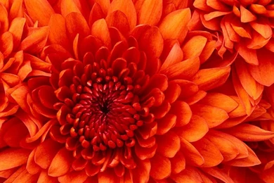 Chrysanthemum   Windows 7 Vista & XP Picks Wallpapers (27752311 ...