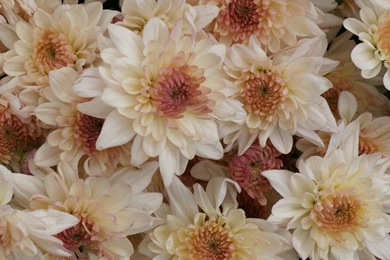 Beautiful_chrysanthemum dsc07524 a1 wp.jpg