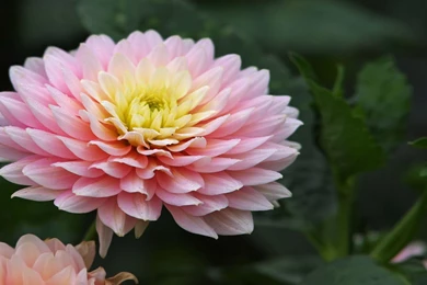 Pink Chrysanthemum   (
