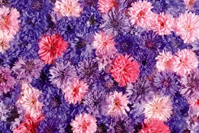 Chrysanthemums Widescreen Wallpapers