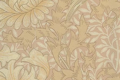 Gallery For   Chrysanthemum Wallpapers