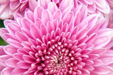 Chrysanthemum Flowers iPhone 5s Wallpapers Download